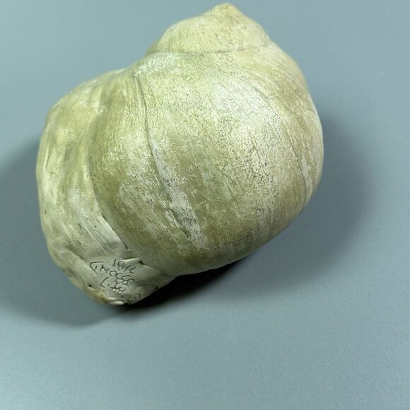 Art Sculpture Woman’s Face In Gastropod Shell  Handmade Signed B. Bond 1981 - Picture 3 of 8